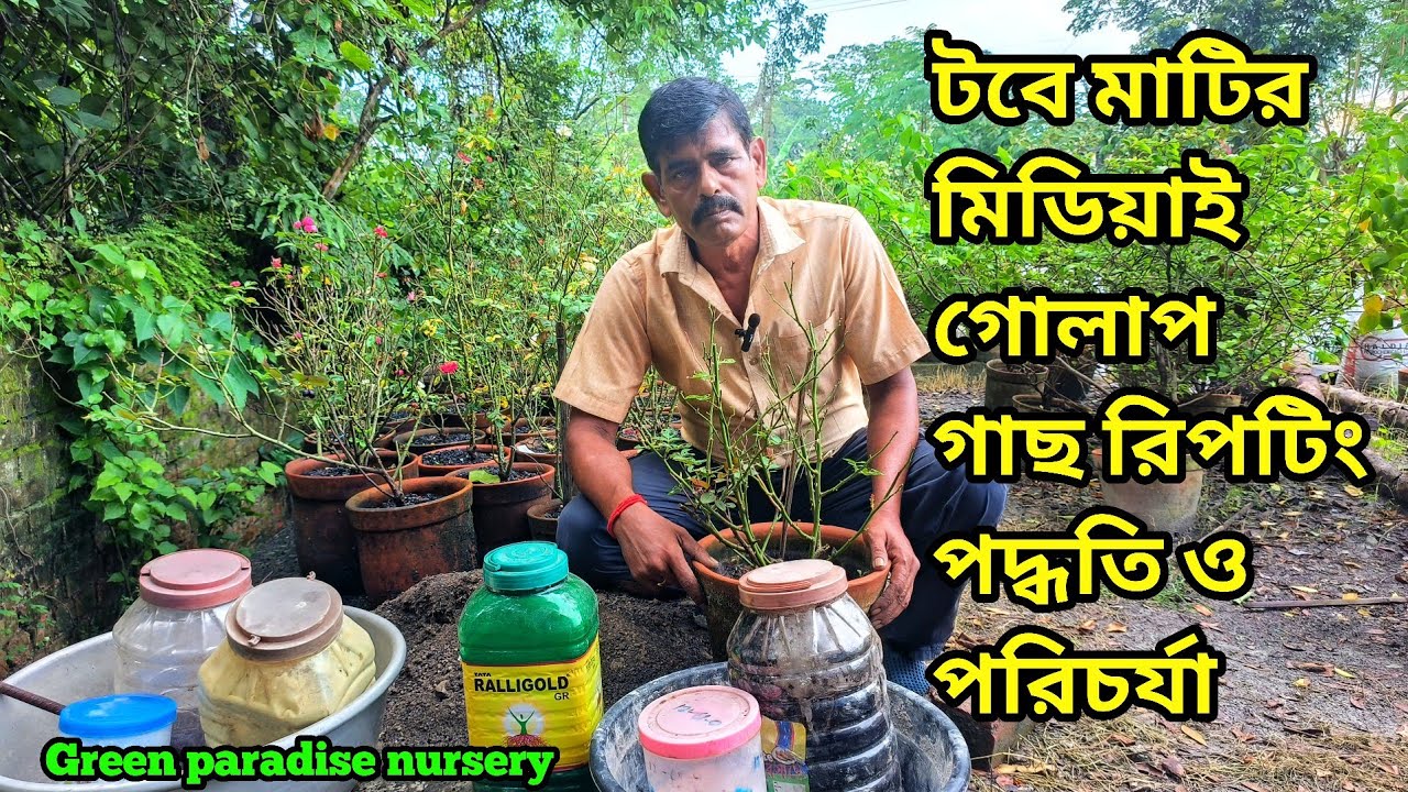 টবে মাটির মিডিয়াই গোলাপ গাছ রিপটিং পদ্ধতি ও পরিচর্যা