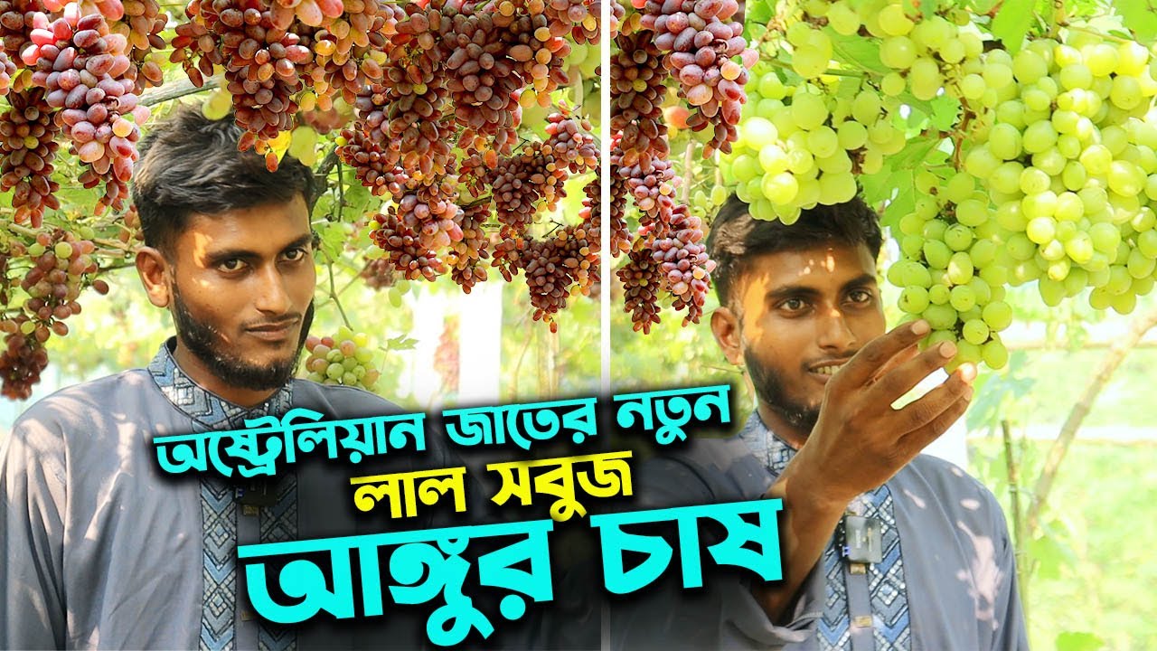 নতুন অষ্ট্রেলিয়ান লাল সবুজ জাতের আঙ্গুর চাষ বাণিজ্যিকভাবে | উদ্যোক্তার খোঁজে