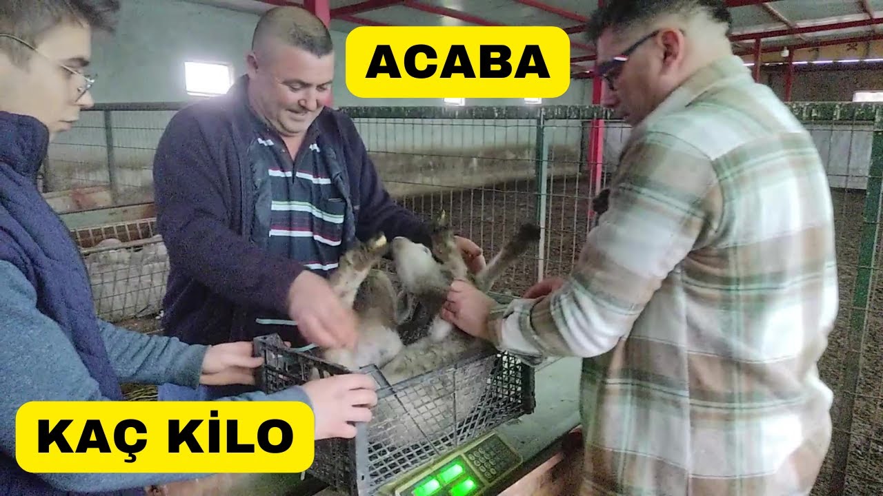 ACABA KUZULARIN KİLOLARI NE OLACAK? (Ürkmez Koyunculukta Çalışma)