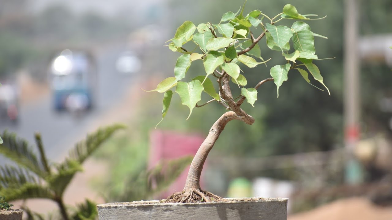 bonsai (FICUS RELIGIOSA) repoting and styling#bonsai