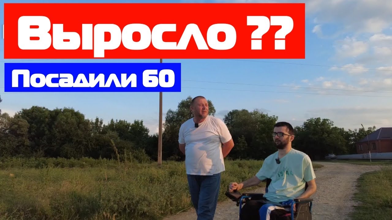 Что случилось с деревьями, которые мы посадили 2 года назад?