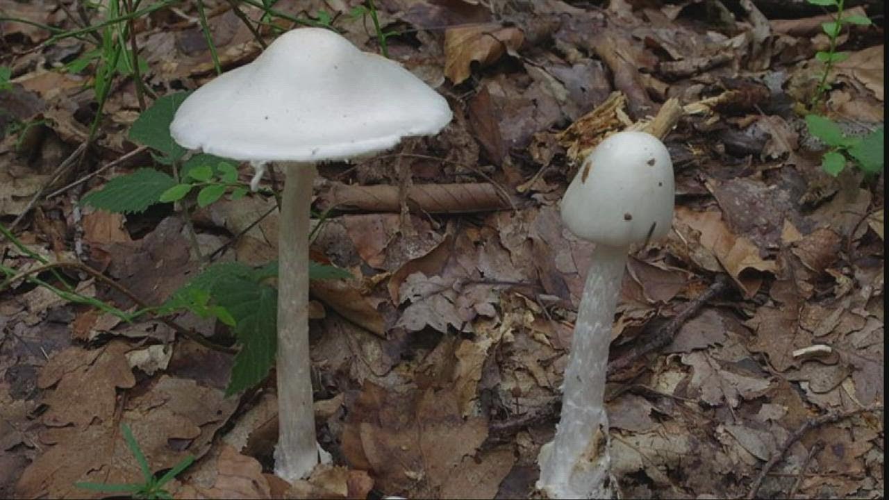 What you need to know about mushroom poisoning in Northeast Ohio