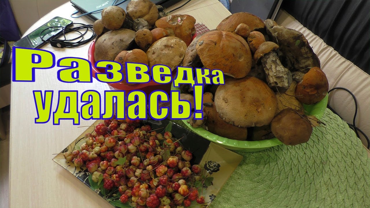 ГРИБЫ В МУРМАНСКОЙ ОБЛАСТИ ЕСТЬ / РАЗВЕДКА УДАЛАСЬ /20 июля 2022