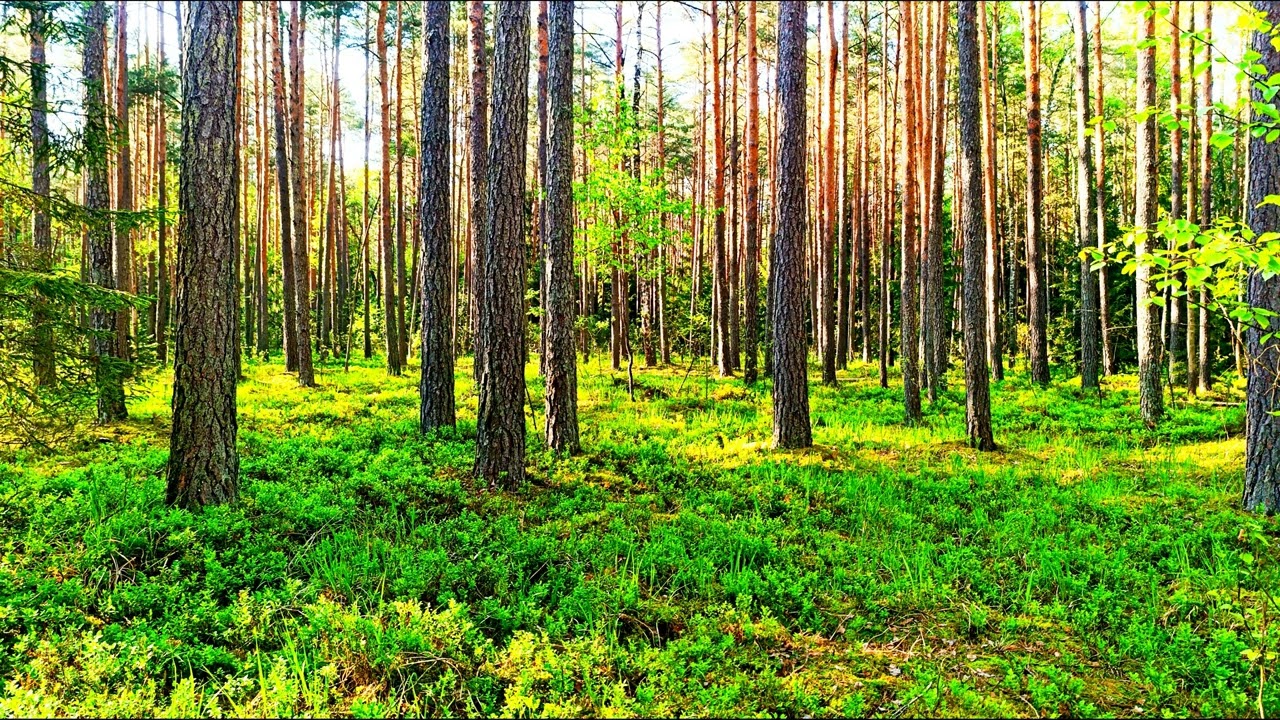 Целебные звуки природы 🌿 Внутреннее спокойствие и безмятежность 🌿 Пение лесных птиц