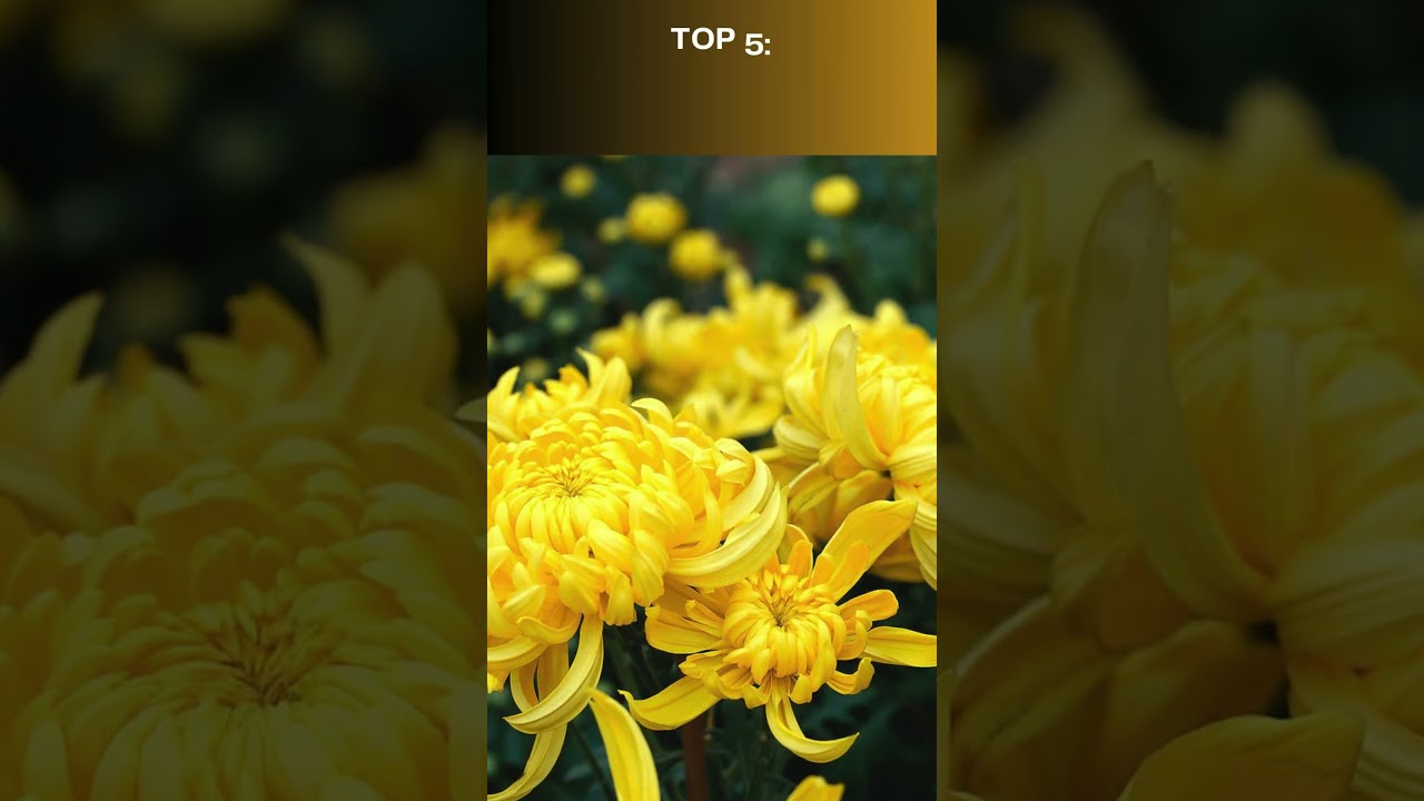 Asia's BEST KEPT SECRET National Flowers You Never Knew Existed!