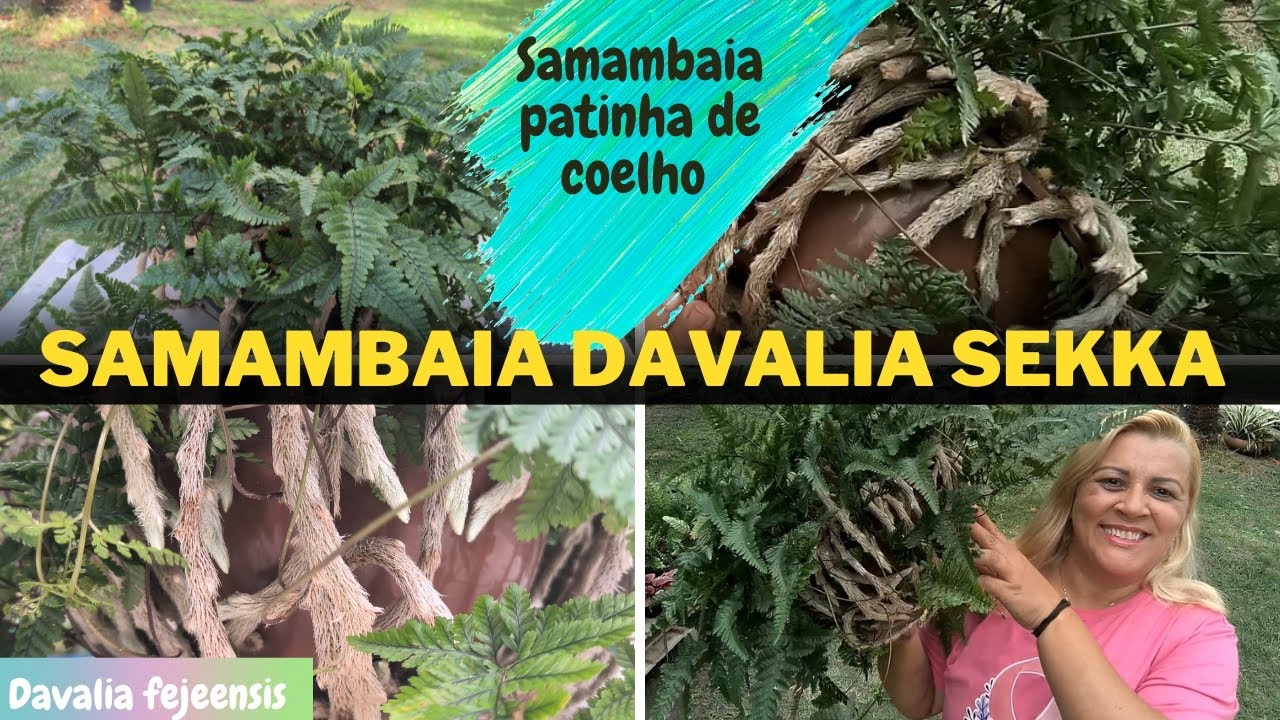 conhece essa samambaia? patinha de coelho/ Davalia Sekka /  samambaia davalia fejeensis / renda