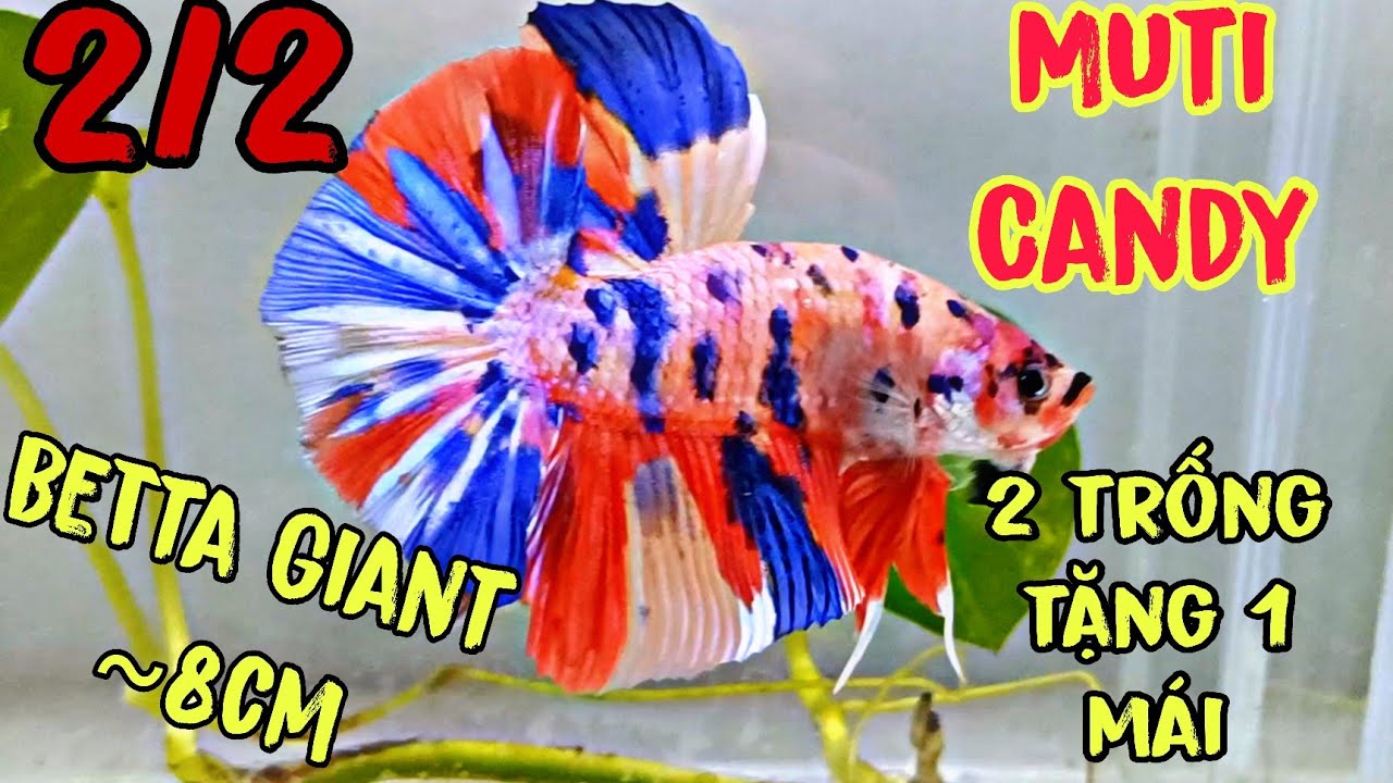 Đợt cá Betta Giant 🌈Đặc biệt Thứ 2 - 2/2 + Siêu to Khổng Lồ ~8cm + Chốt 2 ms tặng 1 mái Giant 🙏