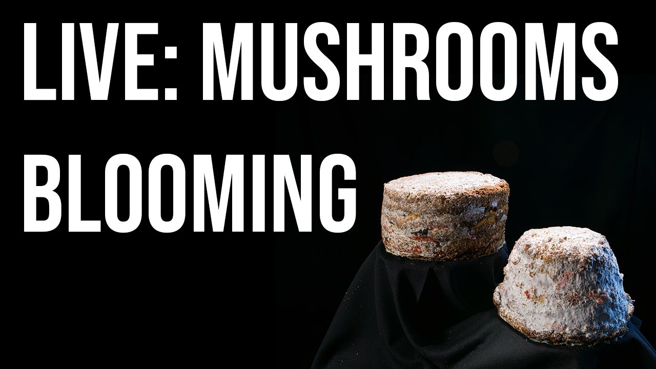 LIVE: Watch mushrooms blooming on Minga Opazo’s textile sculptures. Fungi, art, & science collide.