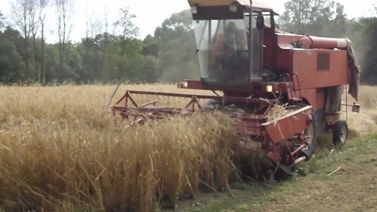 Cosechadora LAVERDA M112 cosechando TRIGO GRANDAL