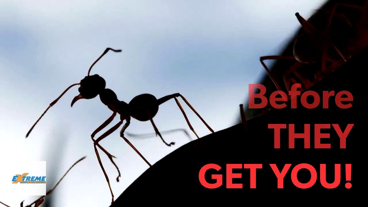 Pensacola Ant Exterminator