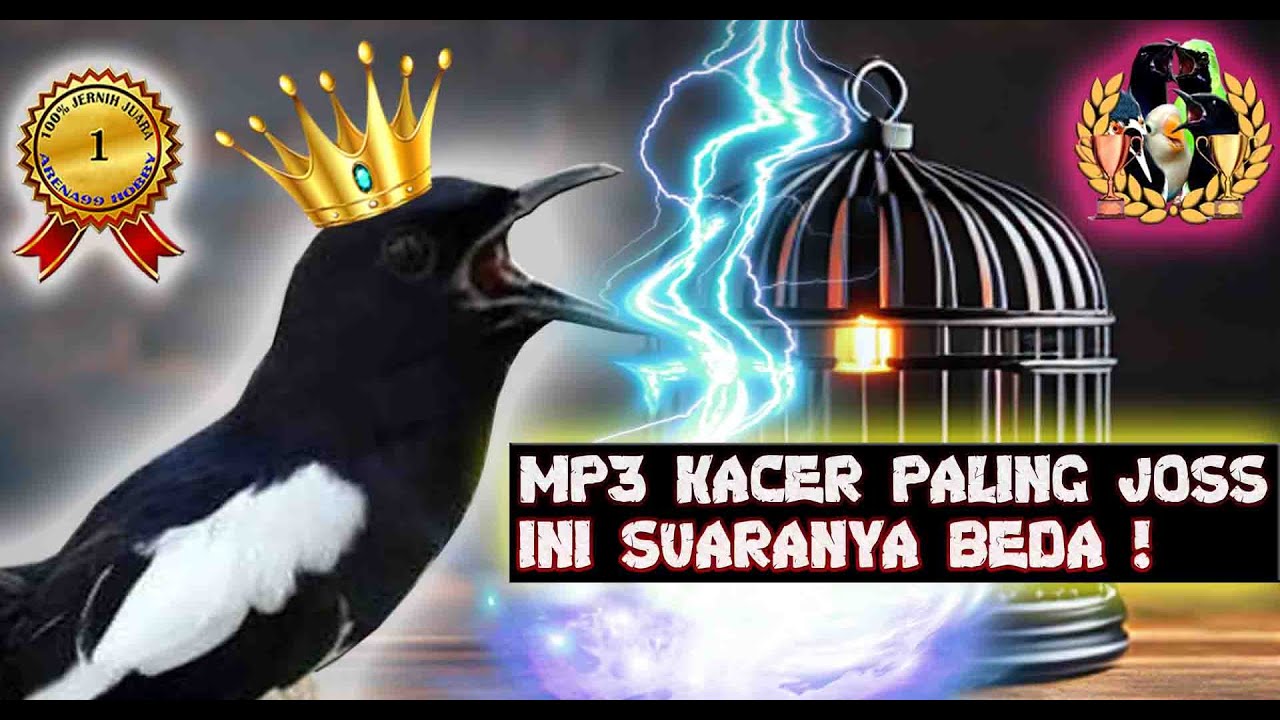 GAK ADA LAWAN Suara Kacer Gacor Juara 1 Untuk Masteran Kicaumania #KacerGacor #MasteranBurung