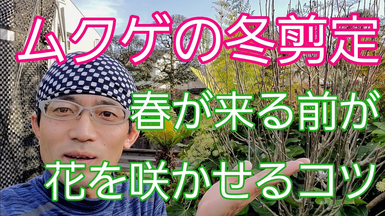 【ムクゲの冬剪定】花を咲かせるために春までにお手入れ🌺