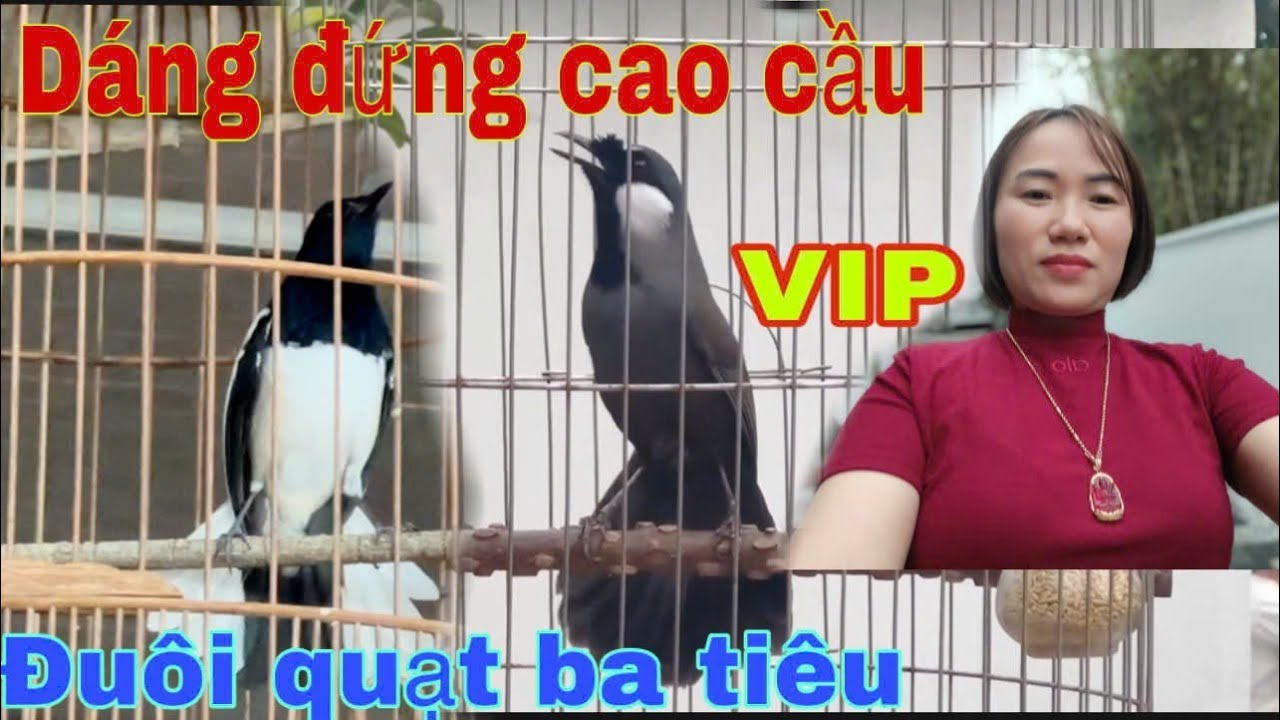 Khướu thuần hót múa cực ngầu -Bộ to dáng đứng cao cầu -choè than hót xòe siêu VIP -mời AE!