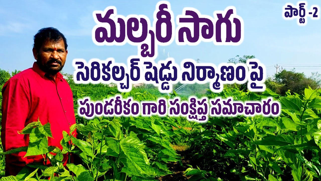 #pundareekam sericulture training| మల్బరీ సాగు & సెరికల్చర్ షెడ్డు నిర్మాణం పై సంక్షిప్త సమాచారం