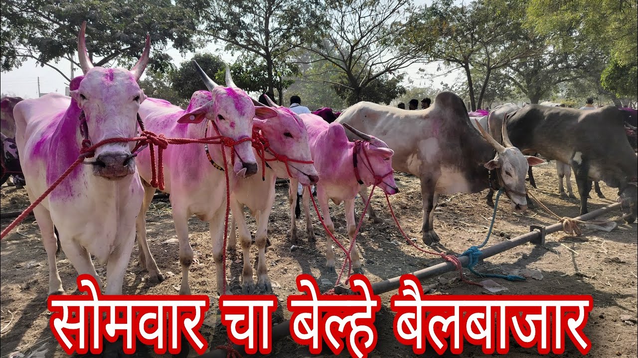 सोमवार 23/02/2026 चा बेल्हे बैलबाजार,, Live bailbajar belhe, Nad ekach bailgada sharyat 