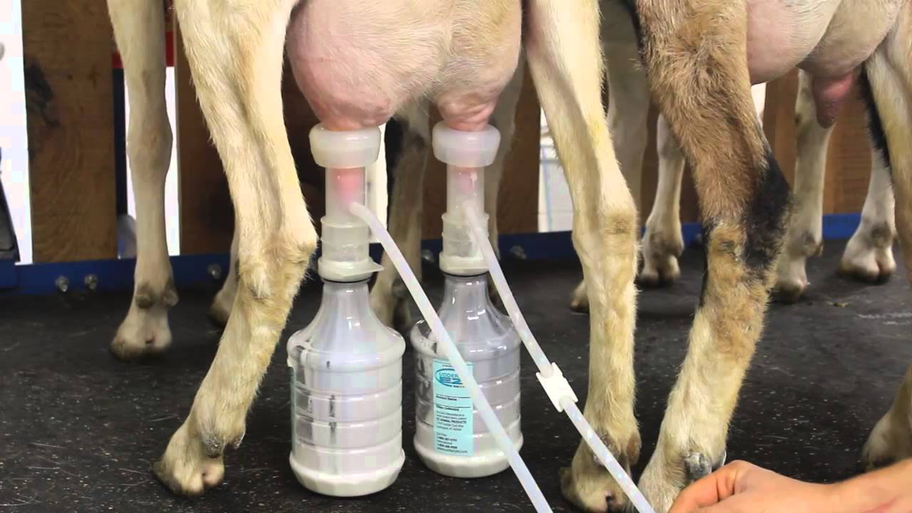 Milking Goats with the Ultimate EZ Milker
