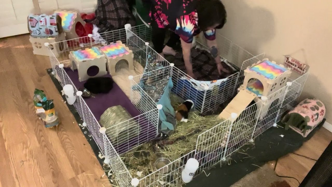 Cleaning our Guinea Pigs Chip, Chuck, and Cheesecake 