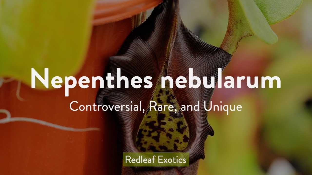Nepenthes nebularum: Controversial, Rare, and Mysterious