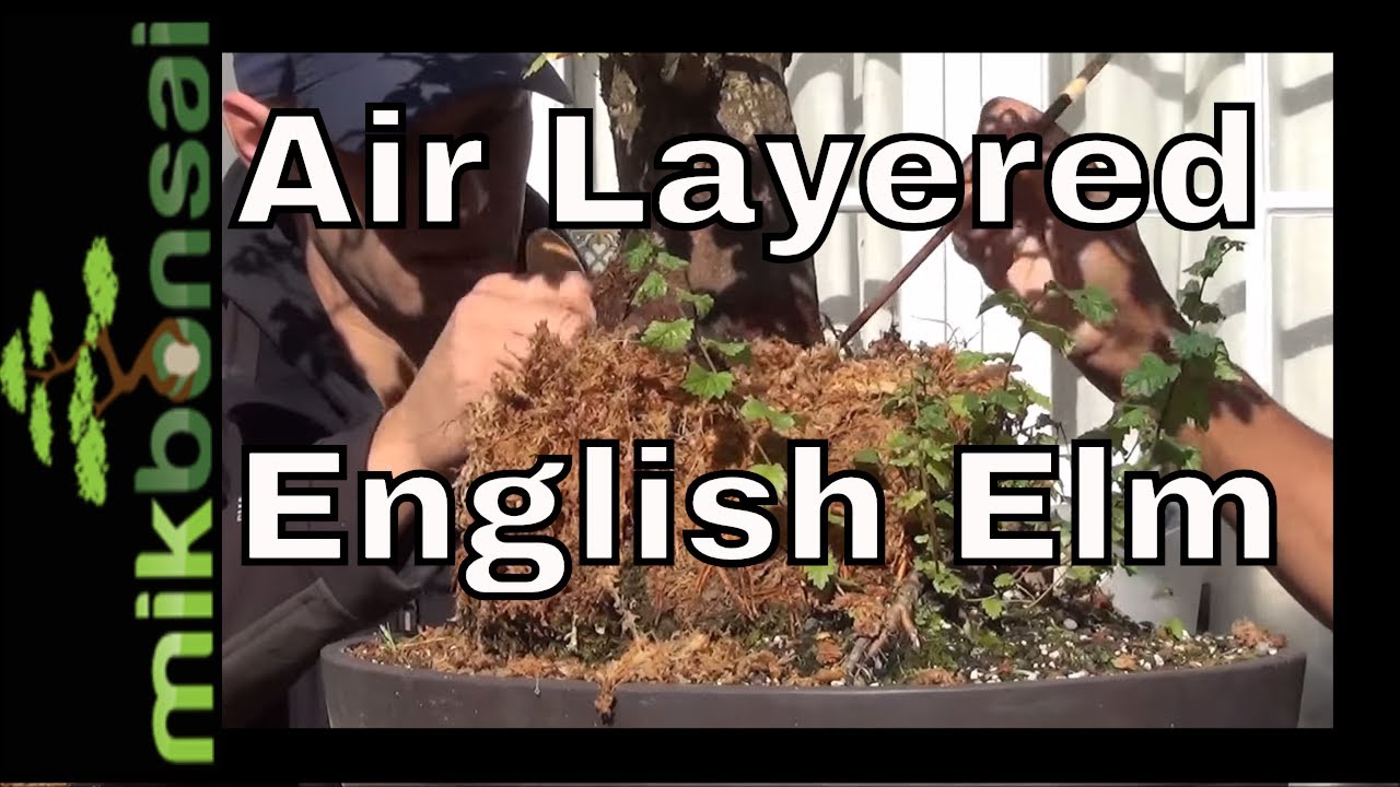 Bonsai - How to air layer a large neglected English Elm Bonsai tree   Part 1