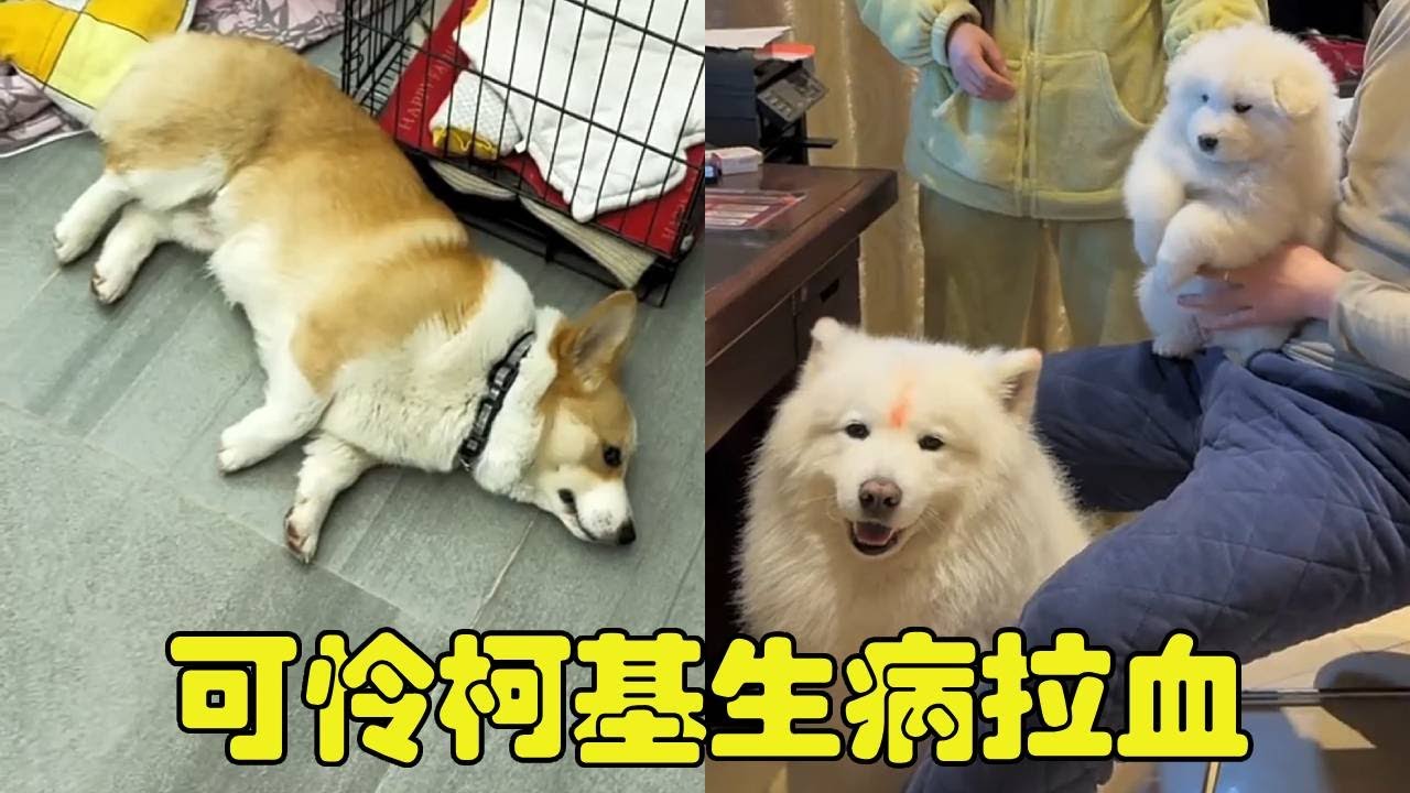 可怜柯基生病拉血，流浪大哥送我一只赛级萨摩耶！希望一切都好起来【勋勋】