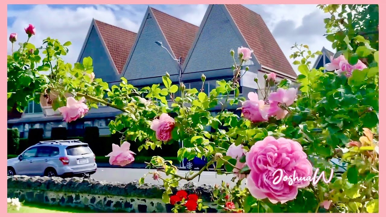 My Neighbourhood rose garden is beautiful as a painting #neighborhood #rose