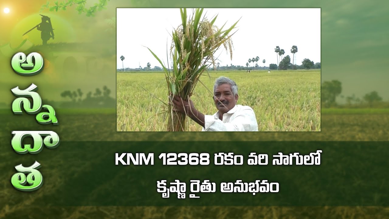Good results from Kunaram 12368 paddy variety at krishna dt , | ETV