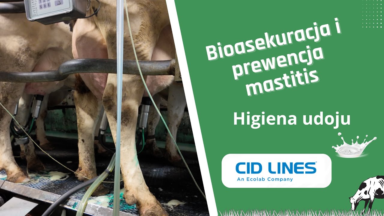 #8 Bioasekuracja i prewencja mastitis - Higiena udoju