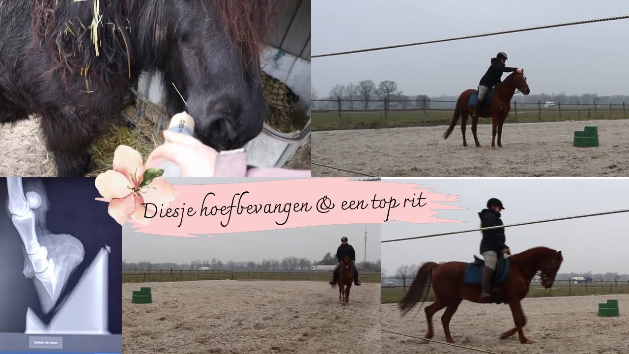 pony zorgen &  rijbakmomentjes | vrije galop ❄️
