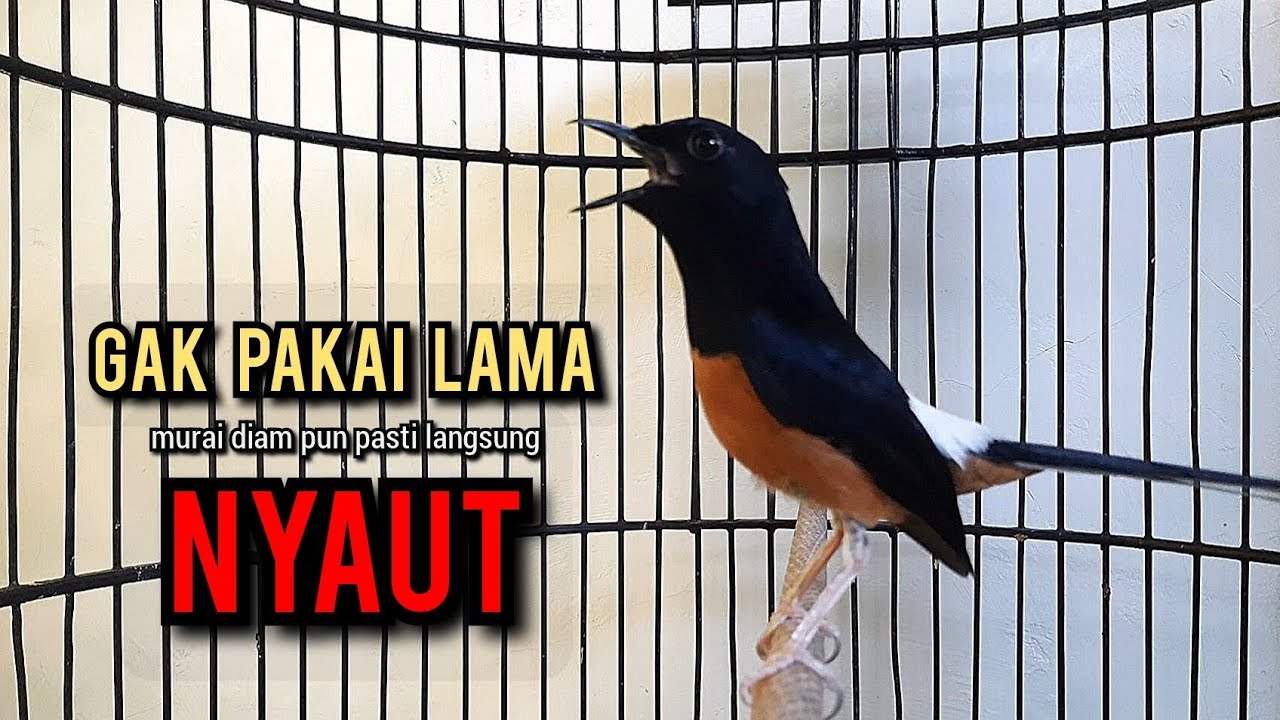 murai batu gacor AMPUH buat PANCINGAN murai batu agar bunyi JADIKAN burung murai gacor EMOSI