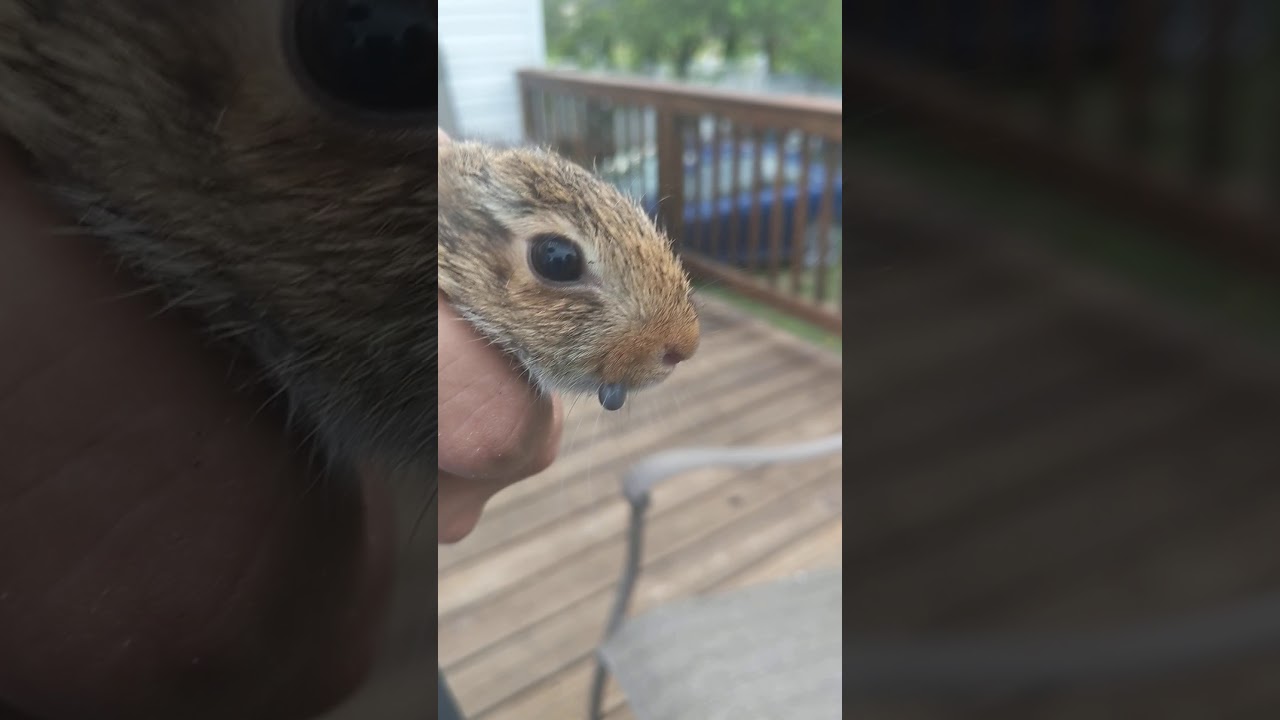 Baby bunny saved from a tick.