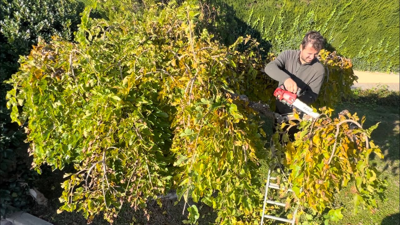 Jardineria: poda invierno , morera pendula.