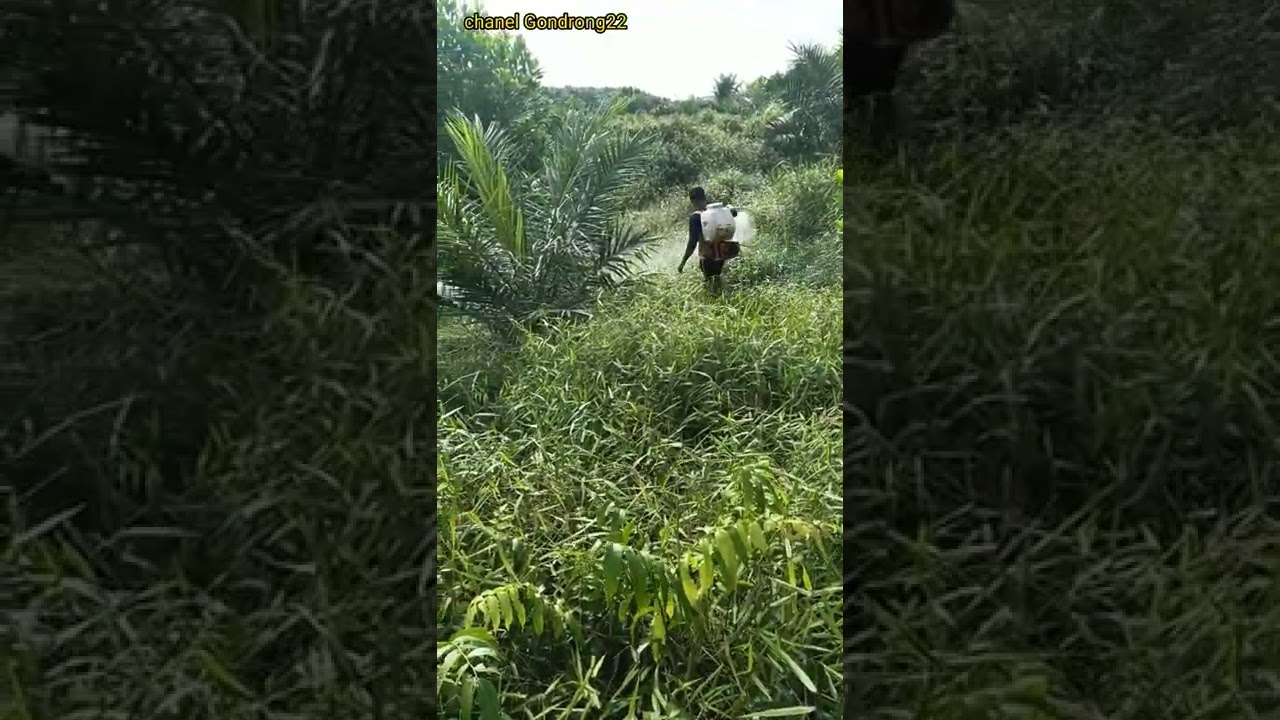 Wah ini nyemprot sampai kandas rumput liar di ladang sawit|||🌴🌴🌴🌴