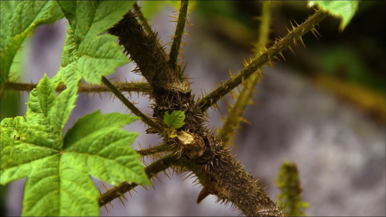 devil's club - Oplopanax horridus. Identification and characteristics.