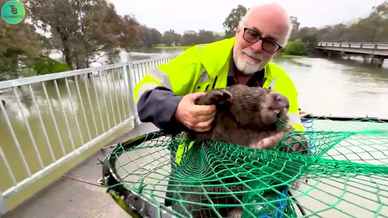 Animals That Asked People for Help & Kindness!  Heartwarming Moments! 