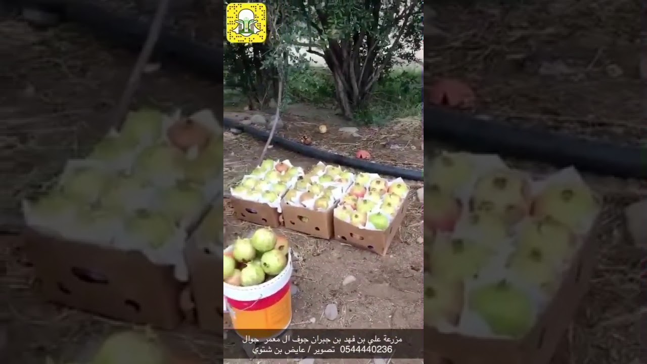 محافظ سراة عبيدة يفتتح مهرجان الرمان