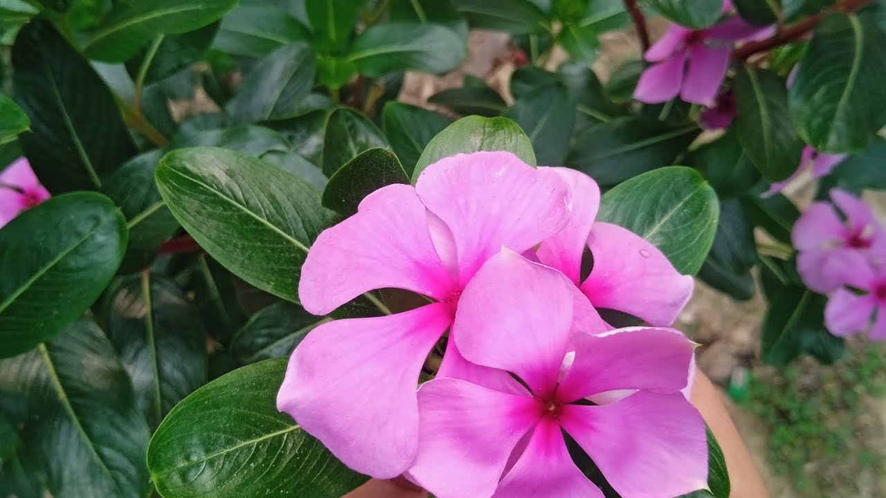 Para ni vlog #dailyvlog #rain Season  #northeast (indian) (spring reason)