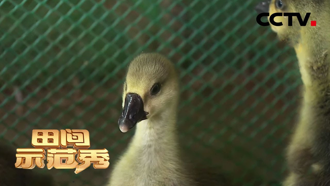养鹅新手请注意：育好雏鹅是关键！温度饲料配比好，小灰鹅才会快长大 | CCTV「田间示范秀」20201223