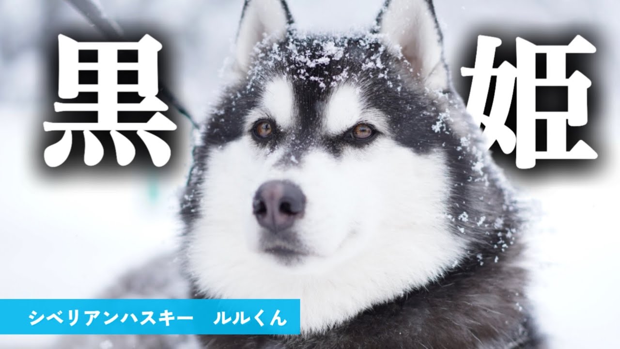 黒姫高原スノーパークで雪遊び‼️『冬だ！雪だ！ハスキーだ！』