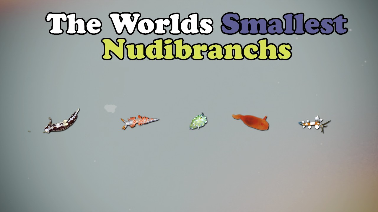 World’s Smallest Nudibranchs: 5 Species You Won’t Believe Exist