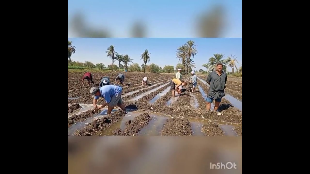زراعة الثوم بالطريقة الصحيحه