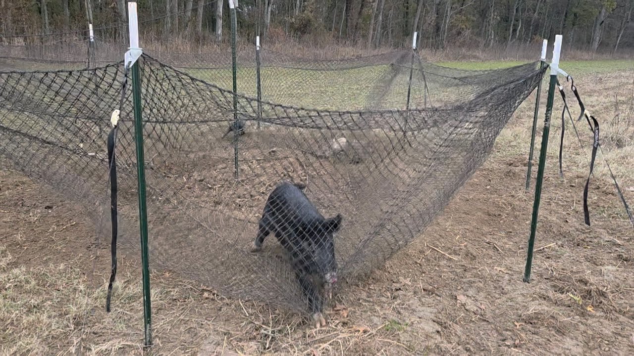 Angry Wild Boar!