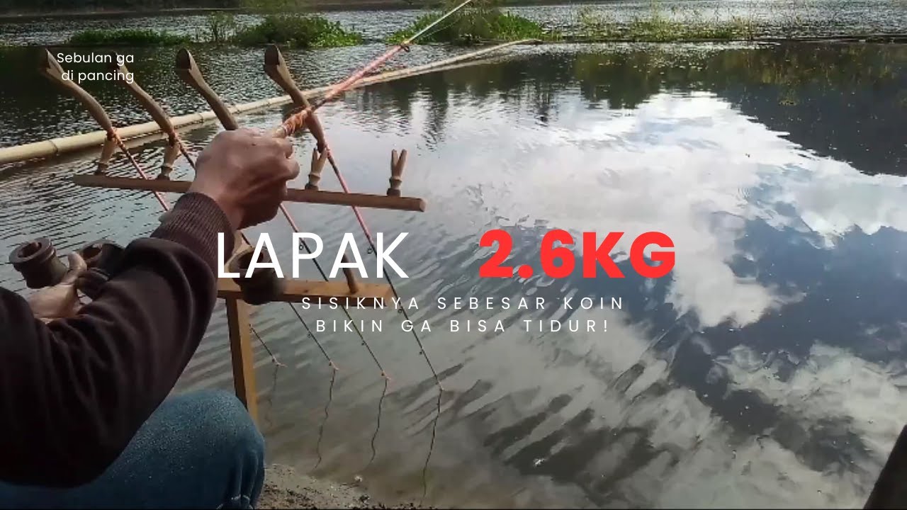 Balik ke Lapak Nila 2.6kg... Tanda ini Bikin Saya Yakin Ikannya Masih ada
