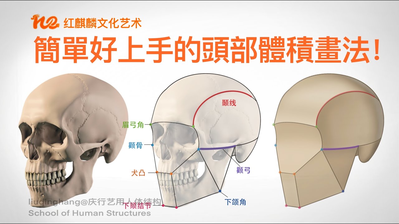 怎么画头部｜艺术解剖2022｜人体结构｜简单又好用的头骨体积绘制方法！
