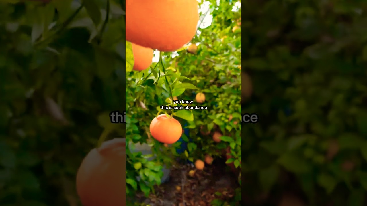 Выращиваете цитрусовые зимой БЕСПЛАТНО? 🍊❄️