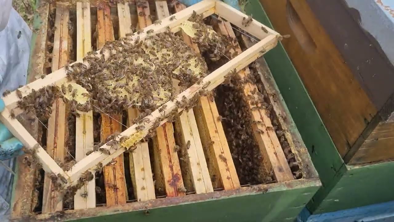 Début Avril: ça mielle dans la vienne!