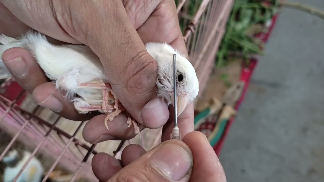 تحديد الجنس عند الكناري منذ الفطام وحتى التزاوج (بين الخبرة وتعليمات الإنترنت ومدى مطابقتها للخبرة)
