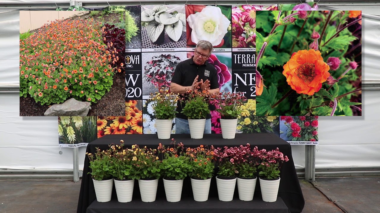 TERRA NOVA&reg; Nurseries, Inc. - Geum TEMPO&trade; Series