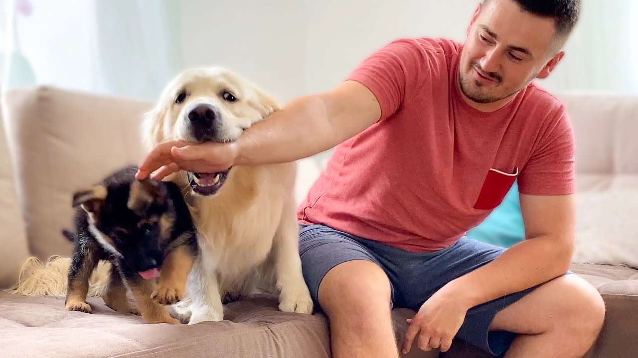 Golden Retriever is Jealous of me for a New German Shepherd Puppy