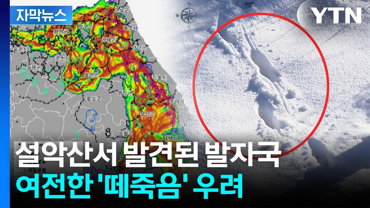 [자막뉴스] 멸종위기종의 유례없는 떼죽음...현장 다시 가보니 '막막' / YTN
