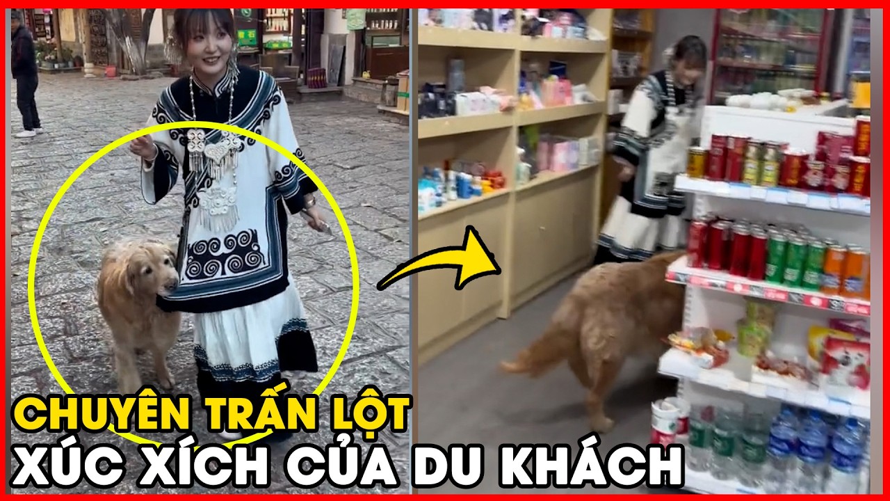 Chiêu trò xin ăn đỉnh cao của đại ca Golden - 